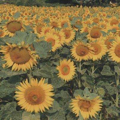 大发黄金版app下载下载手机版