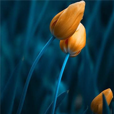 49图库一资料中心下载手机版