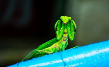 螳螂写螳螂的作文7篇
