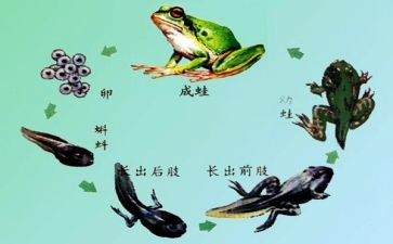 小蝌蚪活动教案6篇