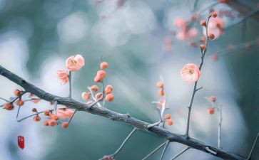 2月2活动策划5篇