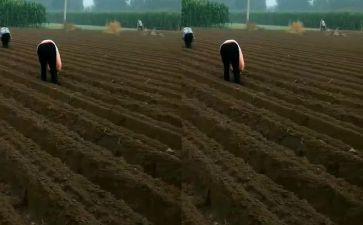 播种希望演讲稿精选5篇