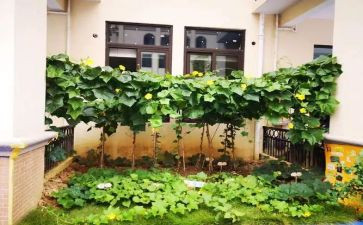 蔬菜蹲教案参考5篇