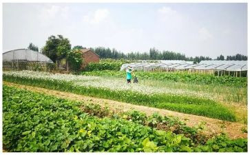 蔬菜采购合同6篇