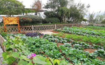 菜园里教案5篇