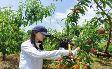采摘活动方案最新8篇