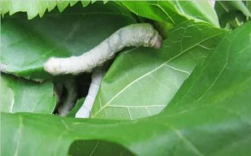 中班关于蚕的教案推荐6篇