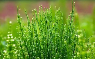 草房草房子的读后感参考8篇