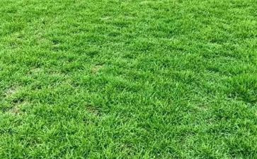 关于草的作文600字优质7篇