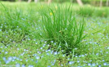 《小草和大树》读后感5篇
