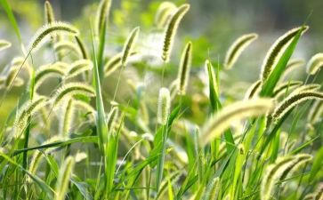 草房草房子的读后感最新8篇