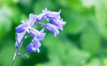 小草房读后感5篇