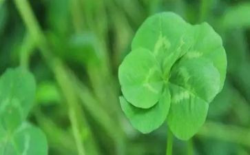鲁迅野草读后感5篇