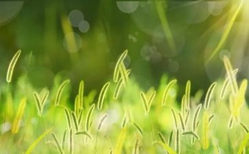 关于草的作文600字通用5篇