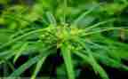 小草房读后感推荐8篇
