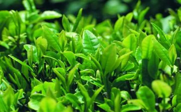 奶茶店的合同6篇