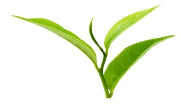 关于茶的调查报告通用7篇