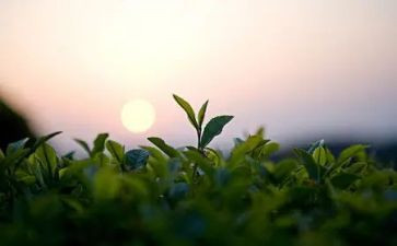 茶艺课体会心得体会6篇