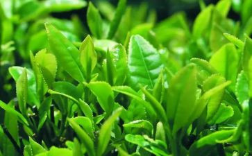 奶茶活动策划8篇
