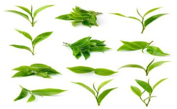 卖奶茶的工作总结7篇