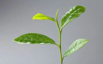 茶主题活动方案7篇
