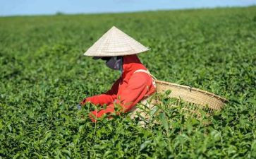 采茶的教案8篇