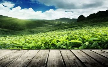 关于茶的调查报告优质6篇