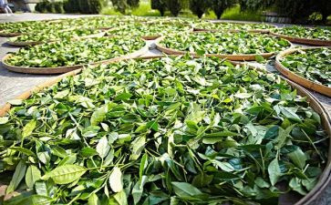 茶心得体会300字最新7篇