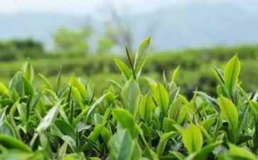 茶心得体会300字6篇
