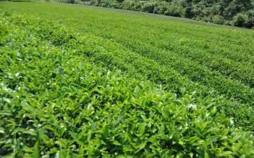 茶企业工作总结范文通用6篇