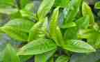 茶企业工作总结范文优秀7篇