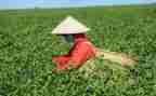 茶企业工作总结范文推荐7篇