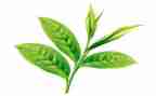 中班关于茶的语言教案8篇