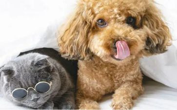 宠物猫读后感优质8篇