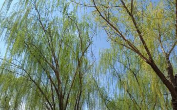 倒拔垂杨柳的读后感5篇