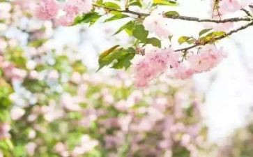 小学春期工作计划8篇