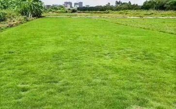 扫地作文600字作文7篇