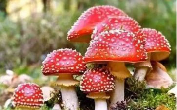病毒来啦教案8篇