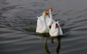 音乐《天鹅》教案6篇