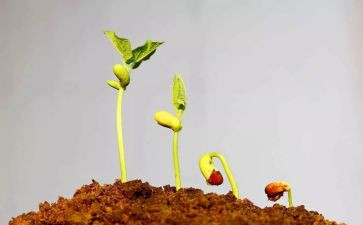 绿豆发芽记作文8篇