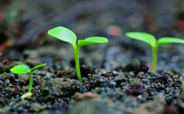 种子发芽的科学教案7篇