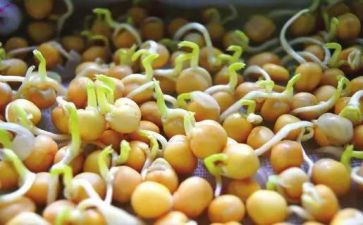 种子发芽科学教案6篇