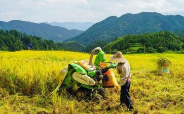 《丰收的季节》教案5篇
