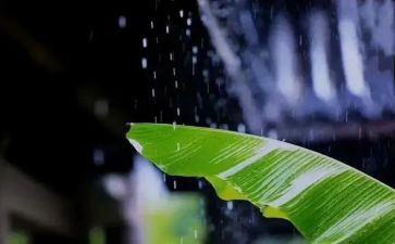 在风雨中作文5篇