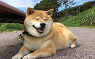 写我和小狗的故事作文优秀7篇