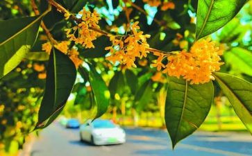 作文写桂花树400字最新5篇