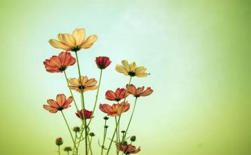 种花生课程教案5篇
