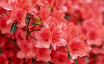 小学荷花作文400字作文7篇