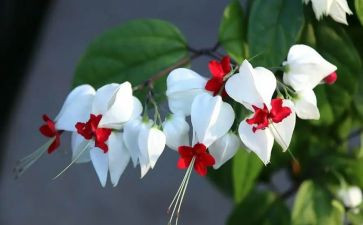 花开季节作文参考7篇