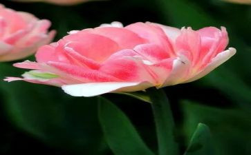 花开季节作文8篇